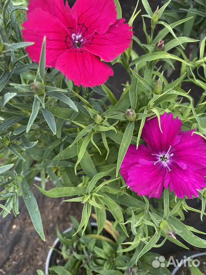 Многолетняя гвоздика