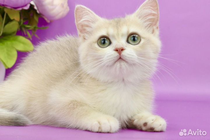 Британская кошка голубое золото шинишилла ay12