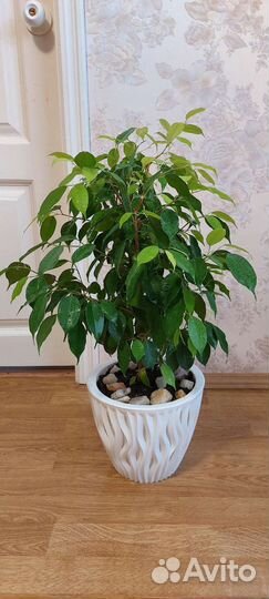 Фикус Бенджамина