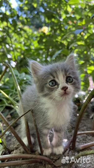 Котята бесплатно