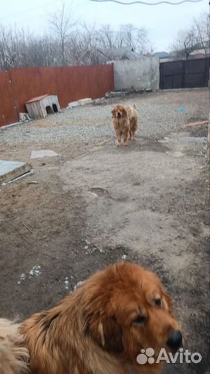 Тибетский мастиф
