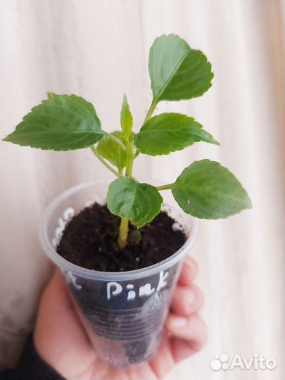 Бальзамин Fiesta Stardust Pink, Pink Rose и др