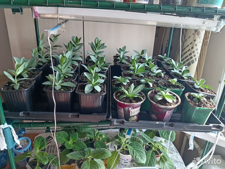 Продам цветы в горшках