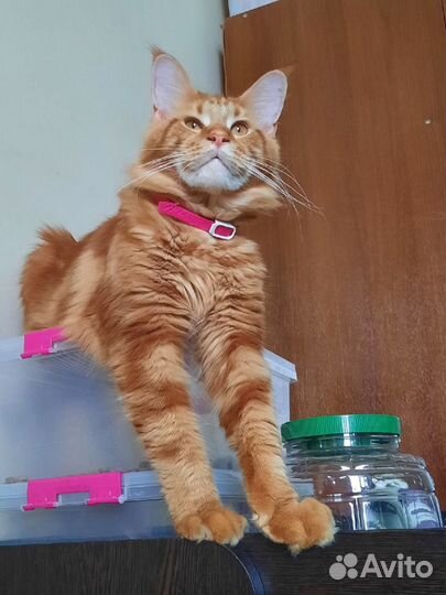 Мейн-кун вязка