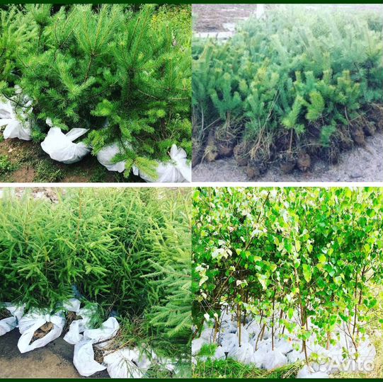 Сосна, Ель, Береза саженцы с доставкой