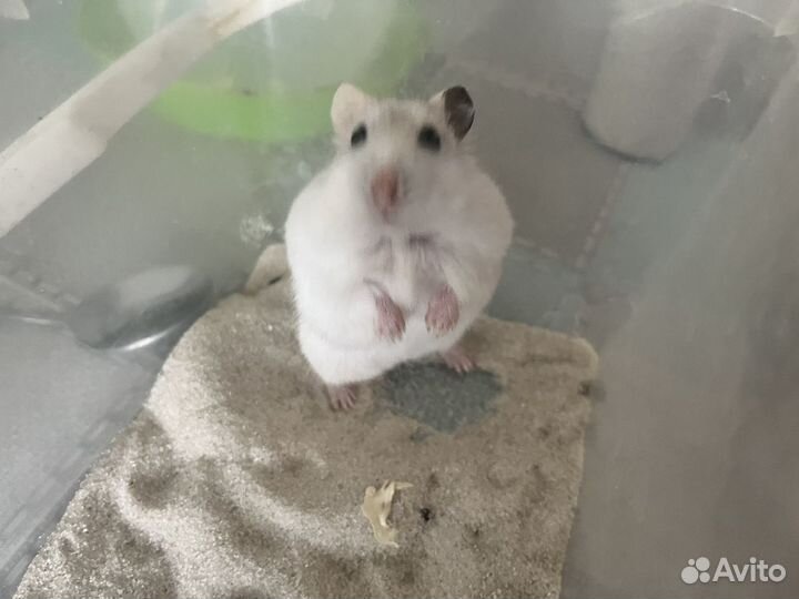 Самка джунгарского хомяка