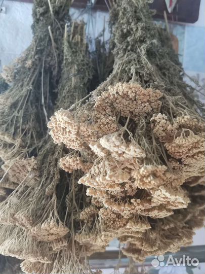 Сухоцветы тысячелистника