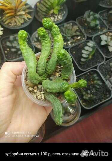 Суккуленты 2