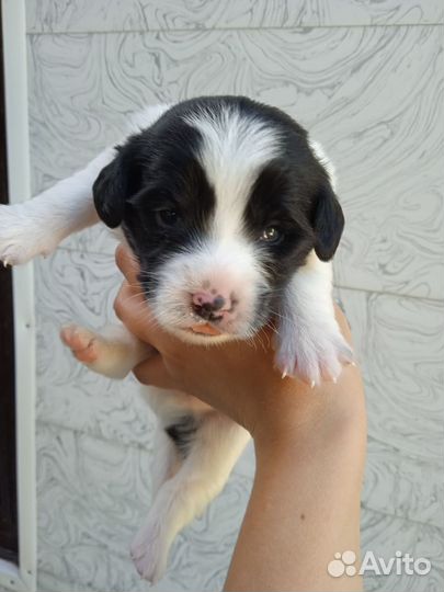 Щенки в добрые руки