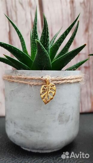 Суккуленты