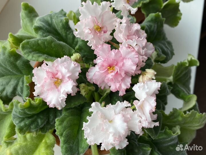 Фиалка кудрявая детка