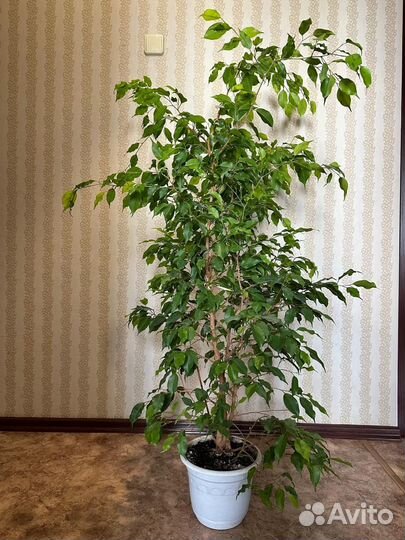 Фикус бенджамина