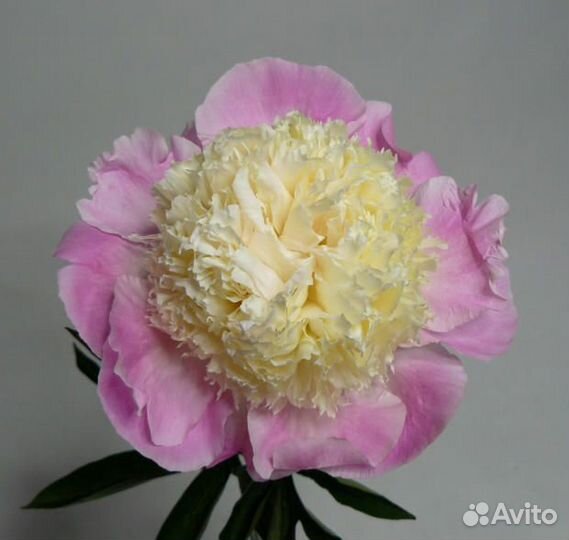 Пион Тач оф Класс