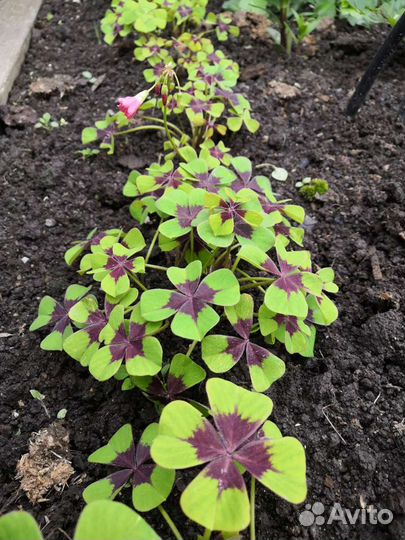 Кислица, оксалис для клумб