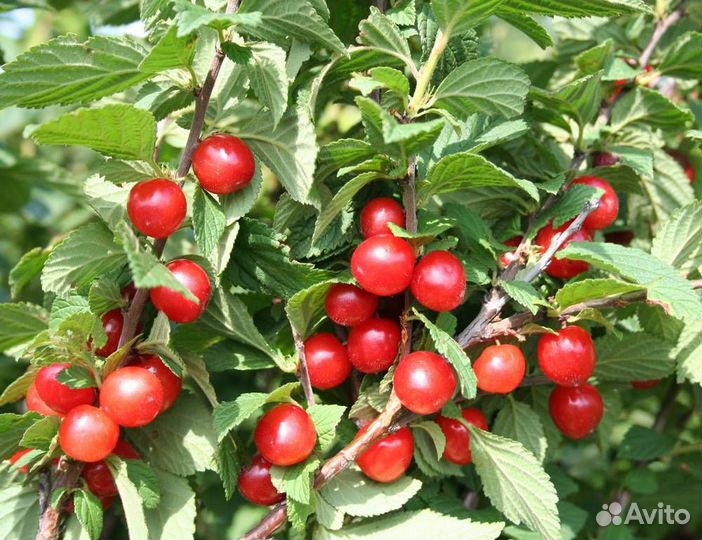 Вишня войлочная Красавица саженцы