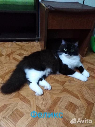 Феликс ищет дом/ кот в добрые руки