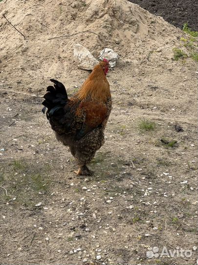 Петух