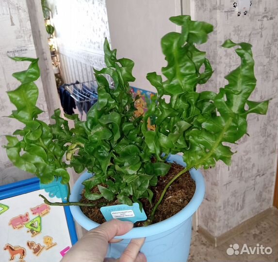 Папоротники