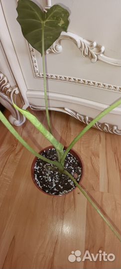 Алоказия Фрайдек Вариегатная материнское растение