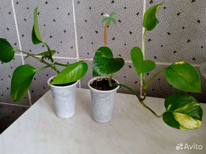 Эпипремнум