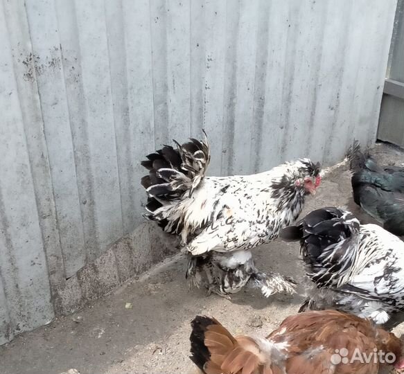 Продам петухов