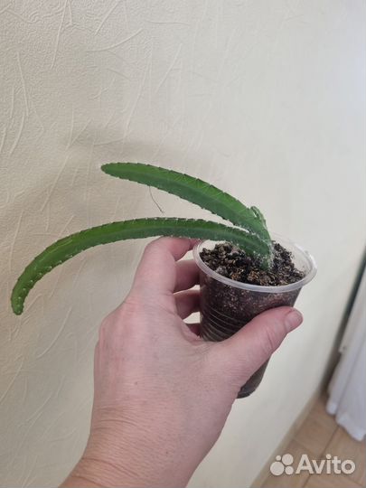 Питахайя драконий фрукт