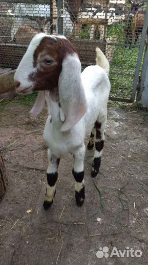 Козлята камори