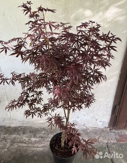 Саженцы клена красный веерный