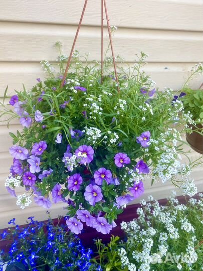 Петуния калибрахоа вегетативные маточники Кашпо