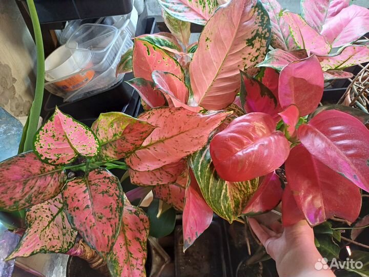 Сортовые аглаонемы