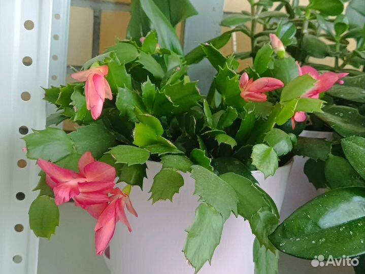 Декабрист шлюмбергера