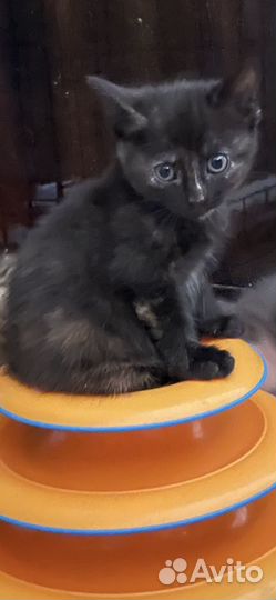 Котенок черепашка черный девочка