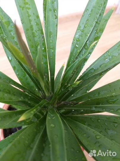 Кордилина прямая