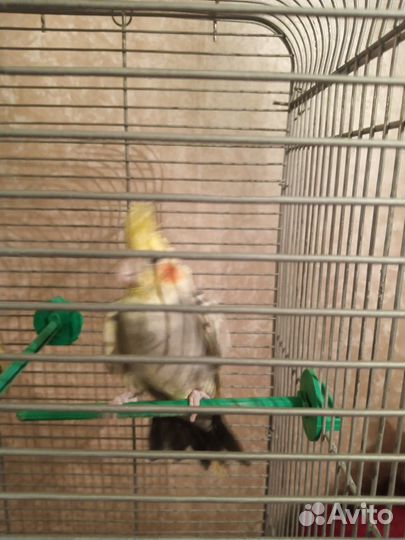 Пара попугаев Карелла