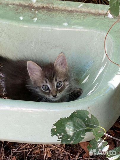 Котята в добрые руки бесплатно