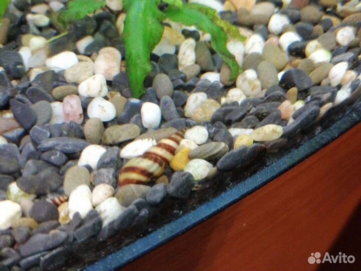 Улитка Хелена