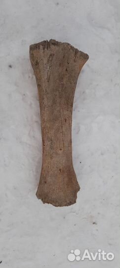 Кость мамонта