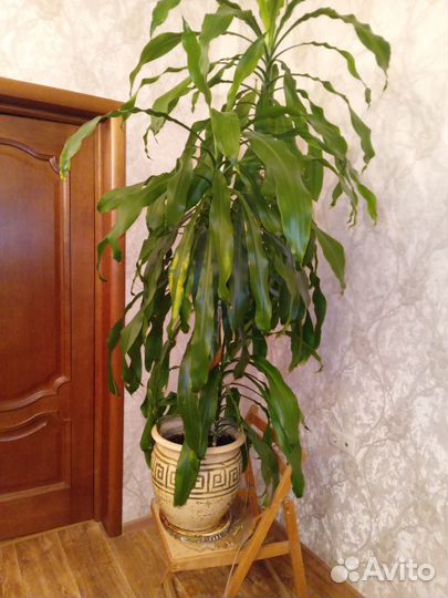 Комнатные цветы драцена
