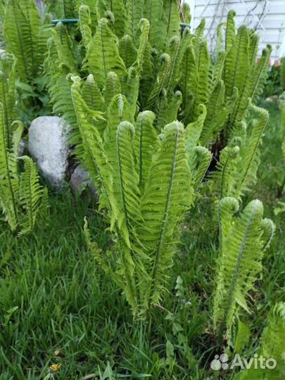 Папоротник страусник, флоксы