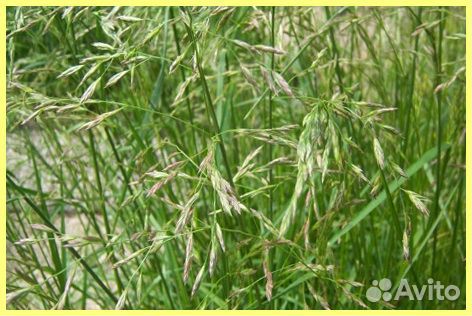 Семена многолетних трав и травосмеси