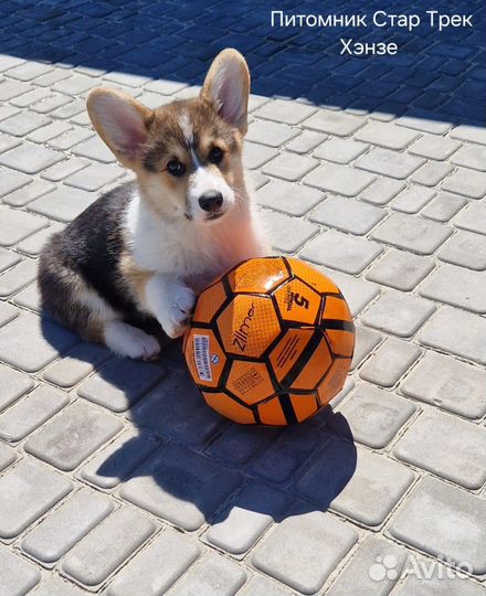 Вельш Корги Пемброк