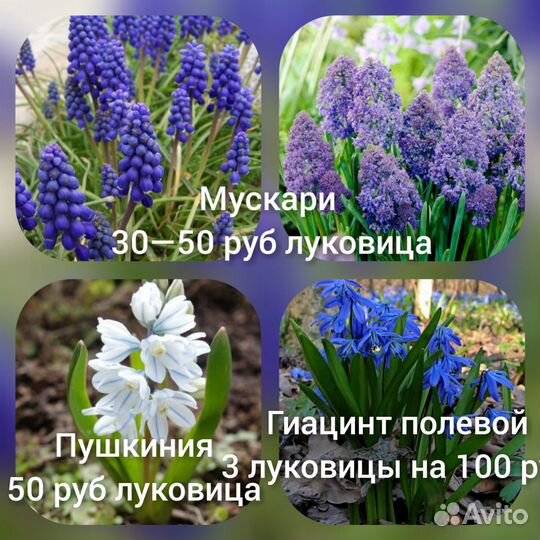 Крокус ирис юкка,подснежник ифейон тюльпан мускари