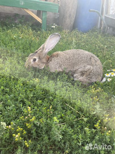Кролик породы фландр