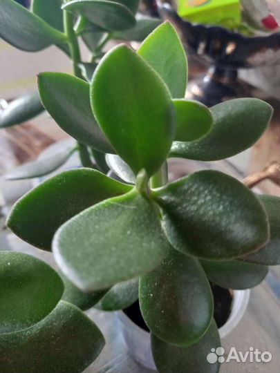 Фуксия, толстянка