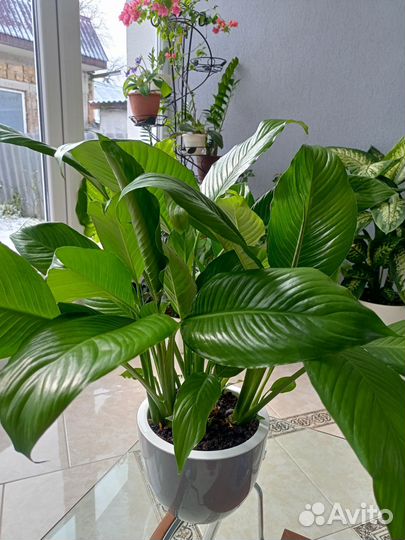 Спатифиллум