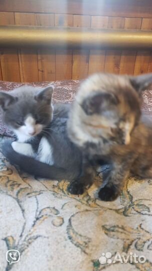 Отдам котят