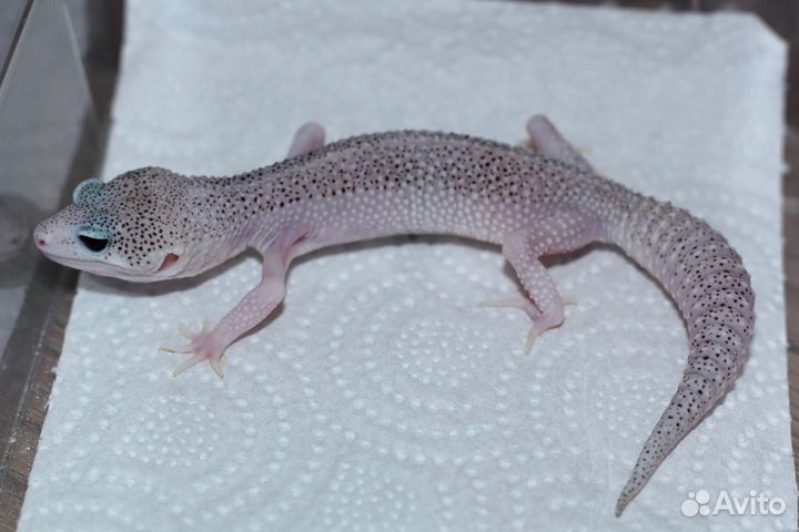 Геккон эублефар