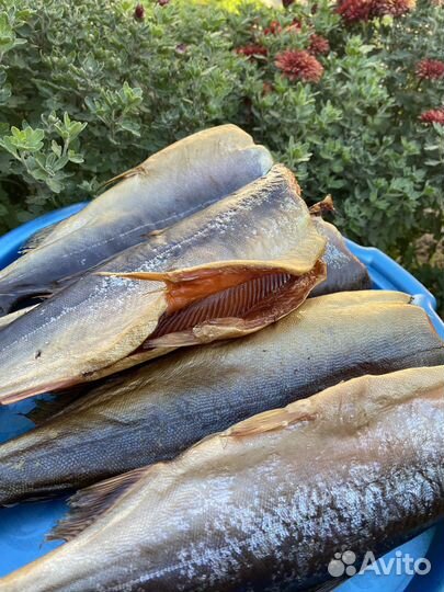 Горбуша оптом и в розницу