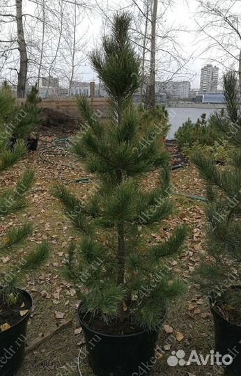 Саженцы сибирского кедра экстра класс