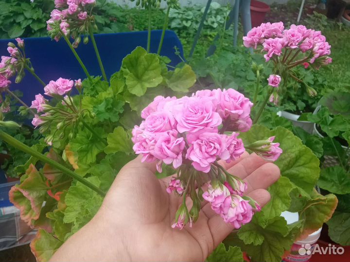 Ю- Мерлезон 2